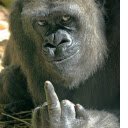 image fuck you  screen for extension Chrome web store in OffiDocs Chromium