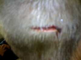 Free picture IMAGE MEMORY 2007 1119-1231 to be edited by GIMP online free image editor by OffiDocs