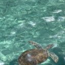 Image of sea turtle swimming in water  screen for extension Chrome web store in OffiDocs Chromium