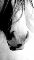 Free download imal-horse free photo or picture to be edited with GIMP online image editor