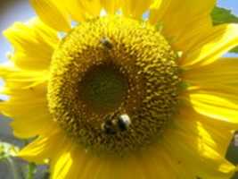 Free picture IMG 20170723 105648 to be edited by GIMP online free image editor by OffiDocs