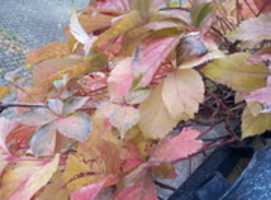 Free download IMG 20191125 123229 free photo or picture to be edited with GIMP online image editor