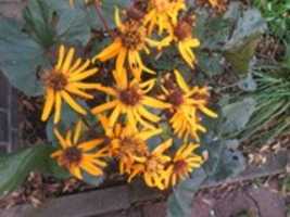 Free download IMG 7144 Werkmeister Der Welt , Cenorship Free Lyric Press Bottrop ( 05.09.2020) free photo or picture to be edited with GIMP online image editor