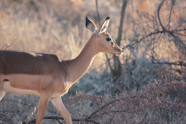 Free download impala antelope animal wildlife free picture to be edited with GIMP free online image editor