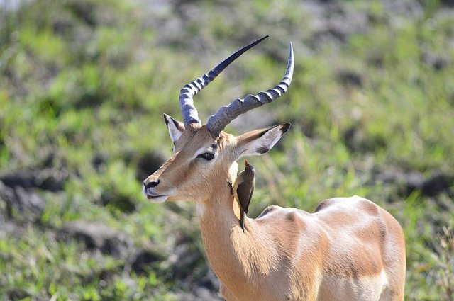 Muat turun percuma gambar percuma impala horns red billed ox pecker untuk diedit dengan editor imej dalam talian percuma GIMP