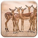 Impalas  screen for extension Chrome web store in OffiDocs Chromium