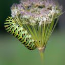 Inchworm on a flower branch  screen for extension Chrome web store in OffiDocs Chromium