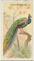 Bezpłatne pobieranie India Peacock, z serii Birds of the Tropics (N5) dla Allen & Ginter Cigarettes Brands darmowe zdjęcie lub obraz do edycji za pomocą internetowego edytora obrazów GIMP