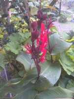 Free download Indisches Blumenrohr (Canna Indica) free photo or picture to be edited with GIMP online image editor
