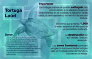 Free download Infografia Tortuga free photo or picture to be edited with GIMP online image editor