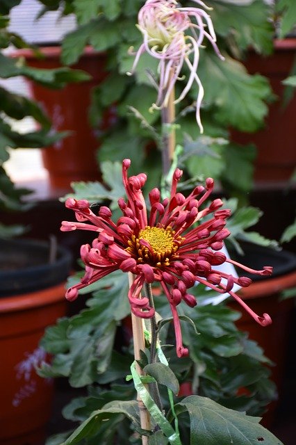 دانلود رایگان Ink Chrysanthemum Crimson - عکس یا تصویر رایگان قابل ویرایش با ویرایشگر تصویر آنلاین GIMP