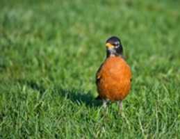 Free download Inquisitive Robin free photo or picture to be edited with GIMP online image editor