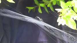 Free download Insect Arachnid Web -  free video to be edited with OpenShot online video editor