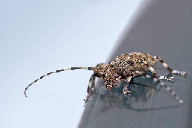 دانلود رایگان عکس ماکرو حیوان کوچک سوسک حشرات برای ویرایش با ویرایشگر تصویر آنلاین رایگان GIMP