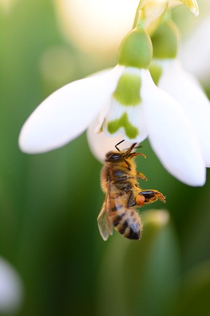 Free download insect bi flower flowers green free picture to be edited with GIMP free online image editor