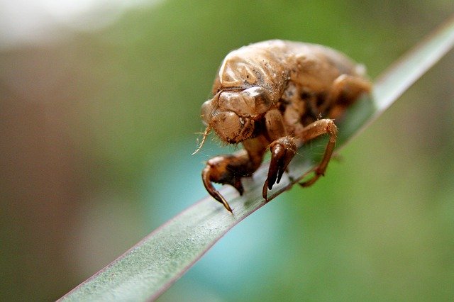 Téléchargement gratuit d'insectes bug na nature image gratuite à éditer avec l'éditeur d'images en ligne gratuit GIMP