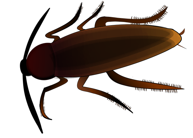 Free download Insect Creepy Cockroach -  free illustration to be edited with GIMP free online image editor