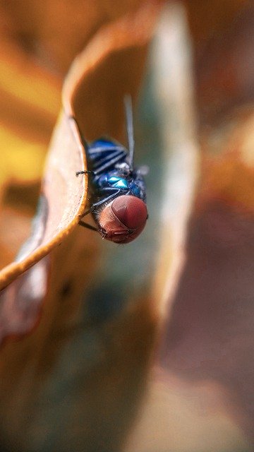 Scarica gratuitamente l'immagine gratuita degli occhi composti delle mosche degli insetti da modificare con l'editor di immagini online gratuito GIMP