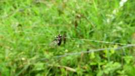 Free download Insect Fly Trapped Thread Of -  free video to be edited with OpenShot online video editor