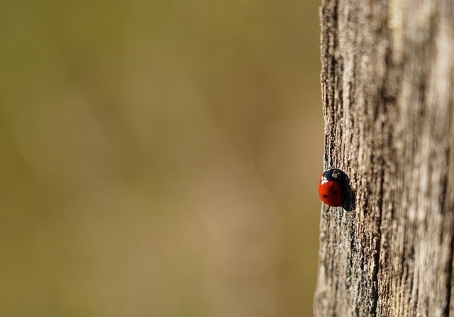Free download insect ladybug entomology species free picture to be edited with GIMP free online image editor
