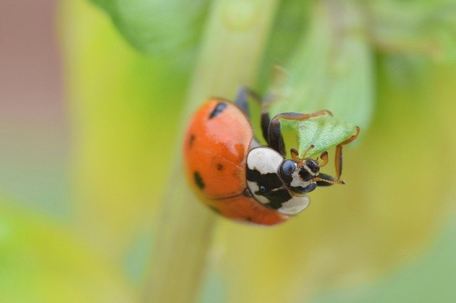 Descarga gratuita Insect Ladybug Nature: foto o imagen gratuita para editar con el editor de imágenes en línea GIMP