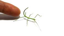 Free download Insect Nature Green -  free video to be edited with OpenShot online video editor