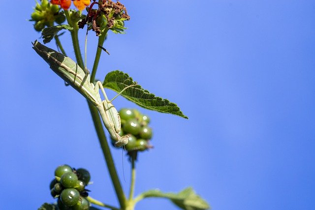 Kostenloser Download Insect Nature Mantidae - kostenloses Foto oder Bild zur Bearbeitung mit GIMP Online-Bildbearbeitung