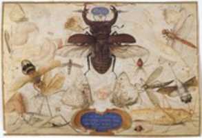 Free download Insects and the Head of a Wind God free photo or picture to be edited with GIMP online image editor