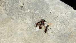 Free download Insects Ant Red -  free video to be edited with OpenShot online video editor
