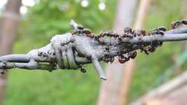 Free download Insects Ants Collection -  free video to be edited with OpenShot online video editor
