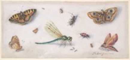 Free download Insects, Butterflies, and a Dragonfly free photo or picture to be edited with GIMP online image editor