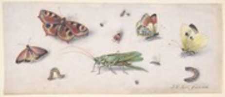 Free download Insects, Butterflies, and a Grasshopper free photo or picture to be edited with GIMP online image editor