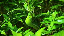 Free download Insects Camouflage Worms -  free video to be edited with OpenShot online video editor