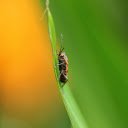 Insects crawling on green leaves  screen for extension Chrome web store in OffiDocs Chromium