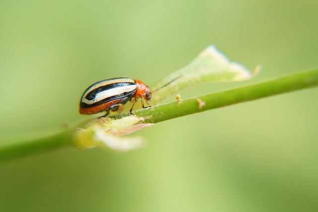 無料ダウンロード昆虫昆虫学科学生物学GIMPで編集される無料の画像無料のオンライン画像エディタ
