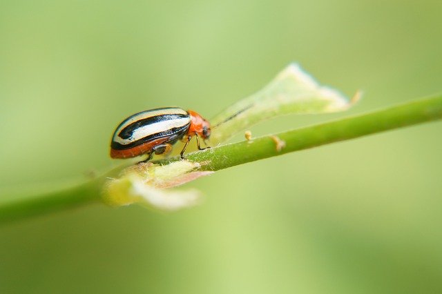 Muat turun percuma serangga entomologi sains biologi gambar percuma untuk diedit dengan editor imej dalam talian percuma GIMP