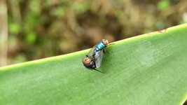 دانلود رایگان Insects Flies - ویدیوی رایگان قابل ویرایش با ویرایشگر ویدیوی آنلاین OpenShot