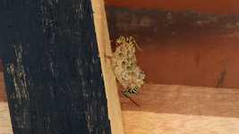 Free download Insects Hive Nest -  free video to be edited with OpenShot online video editor