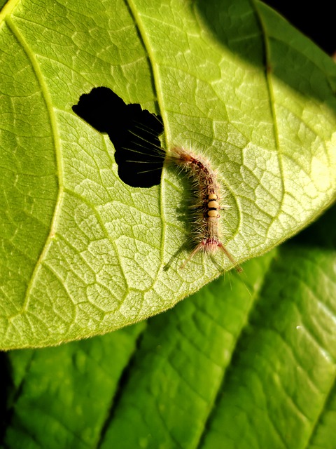 Free download insects leaf eater creature india free picture to be edited with GIMP free online image editor