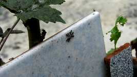 Free download Insects Macro Garden -  free video to be edited with OpenShot online video editor