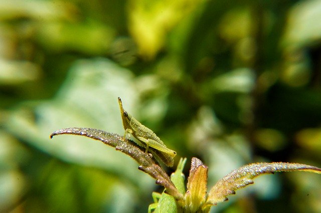 Kostenloser Download Insekten Makro Makrofotografie Kostenloses Bild zur Bearbeitung mit dem kostenlosen Online-Bildeditor GIMP