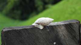 Download gratuito Insect Snail Shell - video gratuito da modificare con l'editor video online OpenShot