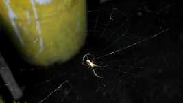 Téléchargement gratuit Insect Spider Web - vidéo gratuite à éditer avec l'éditeur vidéo en ligne OpenShot