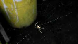 Free download Insect Spider Web -  free video to be edited with OpenShot online video editor