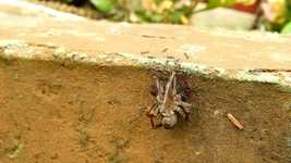 Free download Insects Work Ants -  free photo or picture to be edited with GIMP online image editor