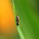 INSECT THEME  screen for extension Chrome web store in OffiDocs Chromium