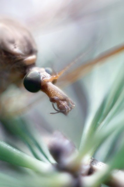Gratis download insect tipula tipulidae hoofd ogen gratis foto om te bewerken met GIMP gratis online afbeeldingseditor