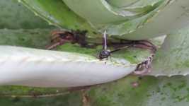 Free download Insect Wasp Collection -  free video to be edited with OpenShot online video editor