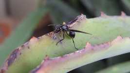 Free download Insect Wasp Collection Sting -  free video to be edited with OpenShot online video editor