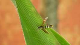 Free picture Insect Wasp Sting -  to be edited by GIMP free image editor by OffiDocs